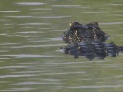 MS Alligator hunching its body in water / Everglades, Florida, USA  Stock Footage