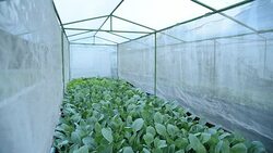 HD: Hydroponic vegetable Stock Footage