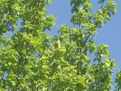 Yellow Wagtail on Willow Tree Stock Footage