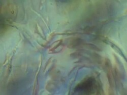 Capillaries of Toad tapole tail Stock Footage