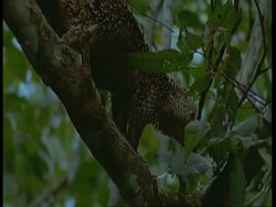 MS pan right, Tree porcupine walking down branch, South America Stock Footage