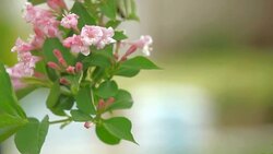 Flower, Plant and Garden Stock Footage