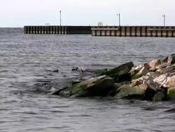 Seaside Quay Stock Footage