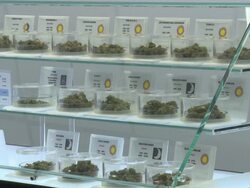 Marijuana, pipes, joints, books and the waiting room and treatment room of a medical marijuana dispensary Stock Footage