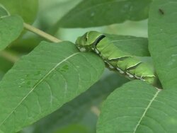 The butterfly larva on a leaf Stock Footage