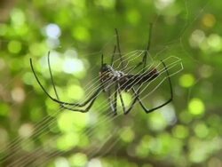CU Golden orb spider making web / Sulawesi, Indonesia Stock Footage