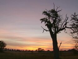 WS PAN View of Sunrise over outland / Okavango Delta, North West District, Botswana Stock Footage