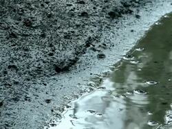 MS Shot of fiddler crabs in janghang marsh / Goyang, Gyeonggi-do, South Korea Stock Footage