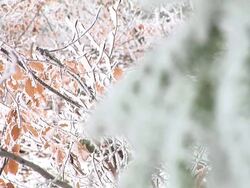 HD: Snowy branches Stock Footage