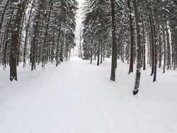 Forest Stock Footage