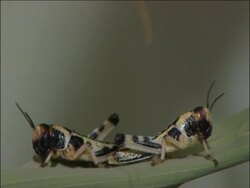 Counting the animals at London zoo News Clip
