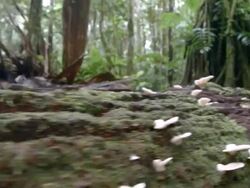 Tracking along a fungus covered rotting log on the floor of Amazonian rainforest in Ecuador Stock Footage