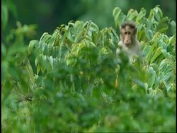 MS macaque partly hidden in tree, scratching chin, Western Ghats, India Stock Footage