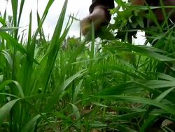 Women weeding crops Stock Footage