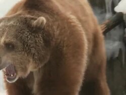 MS TD SLO MO Two grizzly bears playing and fighting in snow / Livingstone, Montana, United States Stock Footage