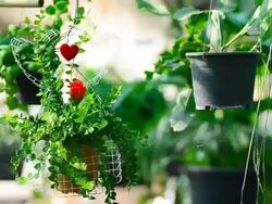 Million Hearts Tree Stock Footage