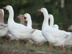 "MS Flock of ducks walking next to pond / Quinton, Virginia, United States " Stock Footage