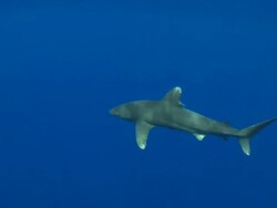 MS TS Oceanic whitetip shark / Hawaii, United States Stock Footage