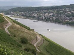 WS View of vineyards near RÃƒÂ¼desheim / Rhine-Valley,  Hesse, Germany Stock Footage