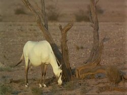 MS Arabian Oryx, Oryx leucoryx, grazing by dead tree, wild in Jiddat al Harasis desert, Oman Stock Footage