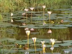 MS Lilies in pond, reflections in water Stock Footage