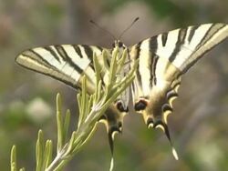 Butterfly Stock Footage