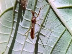MS assassin bug walks up Croton leaf, ants defends caterpillars.  Panama. Stock Footage