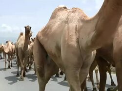 Group of camels walking in the middle of road Stock Footage