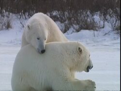 Polar bears (Ursus maritimus) flirting, near Churchill, Manitoba, Canada Stock Footage