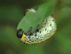 Two caterpillars Stock Footage