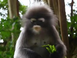dusky leaf monkey Stock Footage