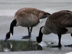 Canada Geese in a Parking Lot Stock Footage