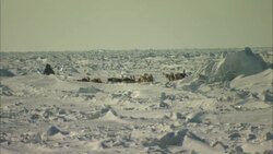 A musher leads a team of sled dogs over an icy landscape. Stock Footage