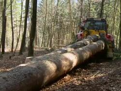 HD: Cleaning away trees Stock Footage