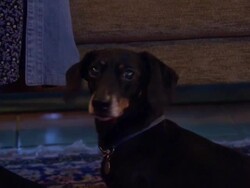 Jasper the Dog at Home with Owner News Clip
