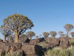 WS View of Baobab trees amongst rocky landscape / Limpopo, South Africa Stock Footage