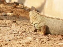 green Iguana Stock Footage