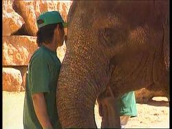 Israel - Strange goings on at the zoo Instructional Video