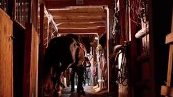 DS Male rancher leading his horse out of stable Stock Footage