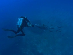 Rebreather Diver films dolphin being cleaned, Mexico  Stock Footage
