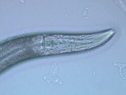 Caenorhabditis elegans (C.elegans) feeding on bacteria (E.coli OP50), visible in water film next to body. Olympus BH-2 40x S-Plan objective, 2.5x NFK photoeyepiece, no condenser. Sony PMW-EX3 FullHD video camera. Stock Footage