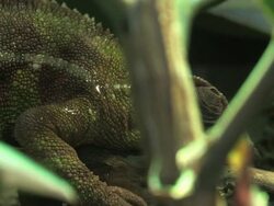 Chameleon 1 - HD 1080/30F Stock Footage