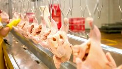 Quality control at a chicken factory Stock Footage