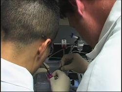 Stem cell scientists overcome a major obstacle to creating whole organs News Clip