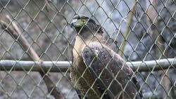 Hawk in cage Stock Footage