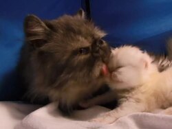 A fuzzy cat grooms her kitten. Stock Footage