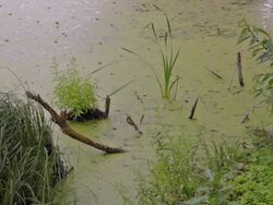 Silent marsh Stock Footage