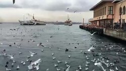 Seagulls flying in Istanbul, Turkey Stock Footage