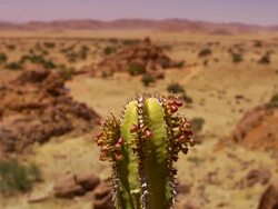 Cactus Stock Footage