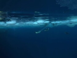 Emperor penguins (Aptenodytes forsteri) swimming at surface and diving, underwater, Cape Washington, Antarctica Stock Footage